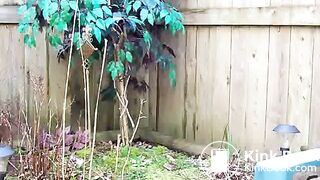 Back Garden Shit 1, ScatKings.com Scat Porn 11 ScatKings.com Scat Porn