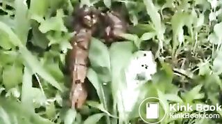 Japanese sports girl feeding poop for flies, ScatKings.com Scat Porn 17 ScatKings.com Scat Porn