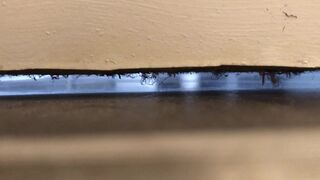 University housemate diarrhea, ScatKings.com Scat Porn 17 ScatKings.com Scat Porn